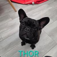 Bulldog francese con pedigree