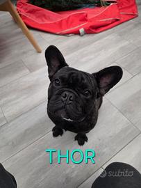 Bulldog francese con pedigree