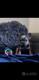 Cuccioli di bulldog francese blu tan