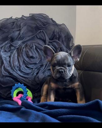 Cuccioli di bulldog francese blu tan