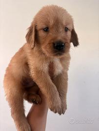 Cucciola golden retriever 100% AMERICANA