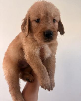 Cucciola golden retriever 100% AMERICANA