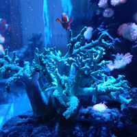 Silunaria verde fluo