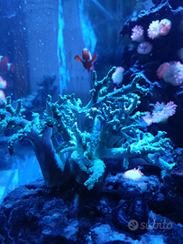 Silunaria verde fluo