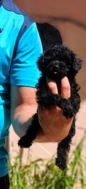 Cuccioli di barboncino Toy