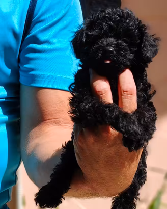 Cuccioli di barboncino Toy