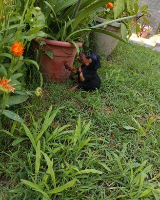 Pinscher Nano
