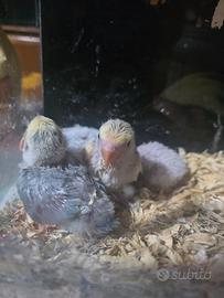 Inseparabili allevati a mano