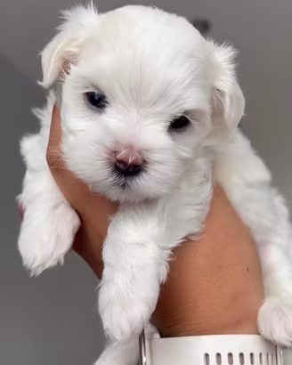 Maltese toy