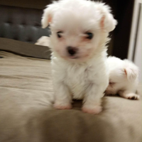 Maltese