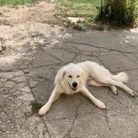 Regalo Cane Pastore Abruzzese