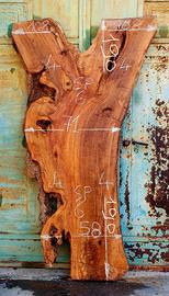 Asse di Ulivo Salentino numero 4