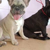 Bulldog Francese