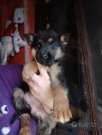 Cuccioli di pastore tedesco