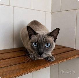 femmina mix siamese