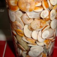 Conchiglie