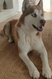 Siberian Husky per monta