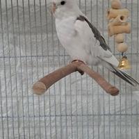 Coppia Calopsite allevati a mano