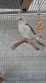 Coppia Calopsite allevati a mano