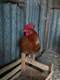 Galli