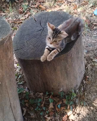 Gattini tigrati