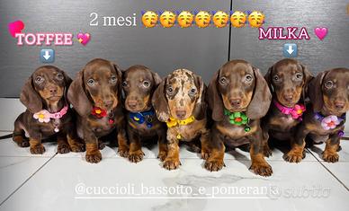 Bassotto cucciola Pedigree ENCI Kaninchen chocolat