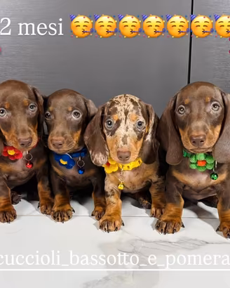 Bassotto cucciola Pedigree ENCI Kaninchen chocolat
