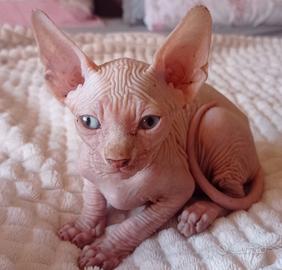 cucioli sfinks