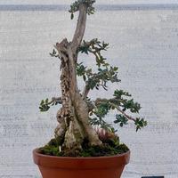 Bonsai di olivastro, splendida legna secca
