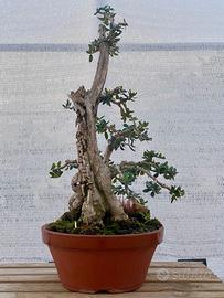 Bonsai di olivastro, splendida legna secca
