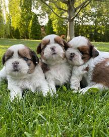 Shih-Tzu cuccioli
