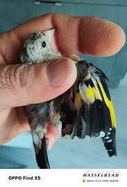Cardellina