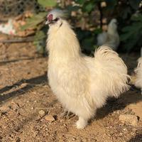 Gallo moroseta