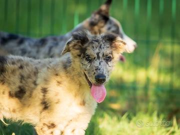 Cuccioli border collie maschi