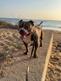 American Bully Pocket disponibile per monta
