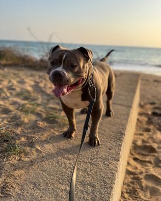 American Bully Pocket disponibile per monta