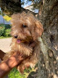 Cuccioli di barboncino Toy