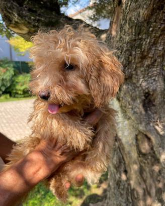 Cuccioli di barboncino Toy
