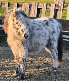 Pony appalosa