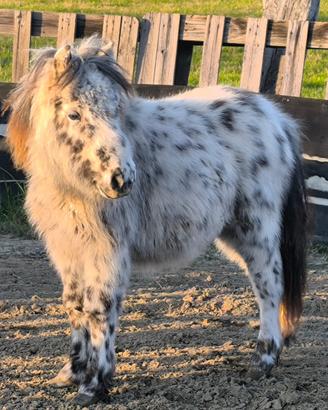 Pony appalosa