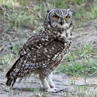 Gufo africano (Bubo africanus) con Cites