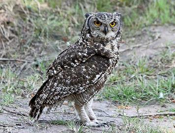 Gufo africano (Bubo africanus) con Cites