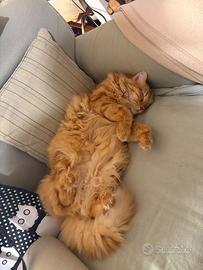 Gatto rosso
