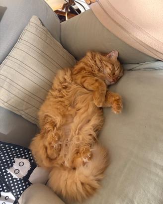 Gatto rosso
