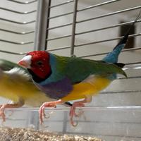 Uccelli