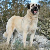 SCAMVIO Cane kangal