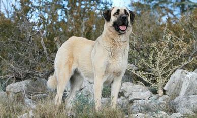 SCAMVIO Cane kangal