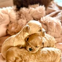 Maltipoo asiatico maschio