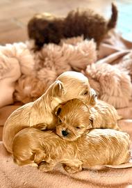 Maltipoo asiatico maschio