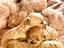 Immagine 1